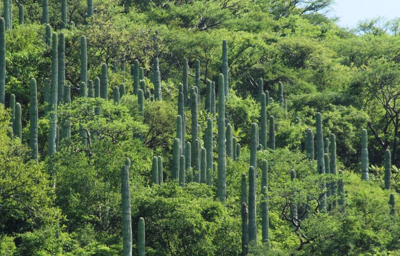 Las estacas